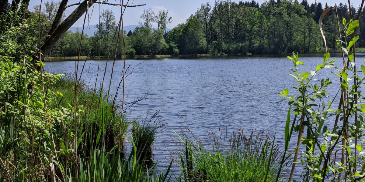 Neuer Weiher in der Nähe von Promberg, © Stadt Wolfratshausen Neuer Weiher in der Nähe von Promberg, © Stadt Wolfratshausen