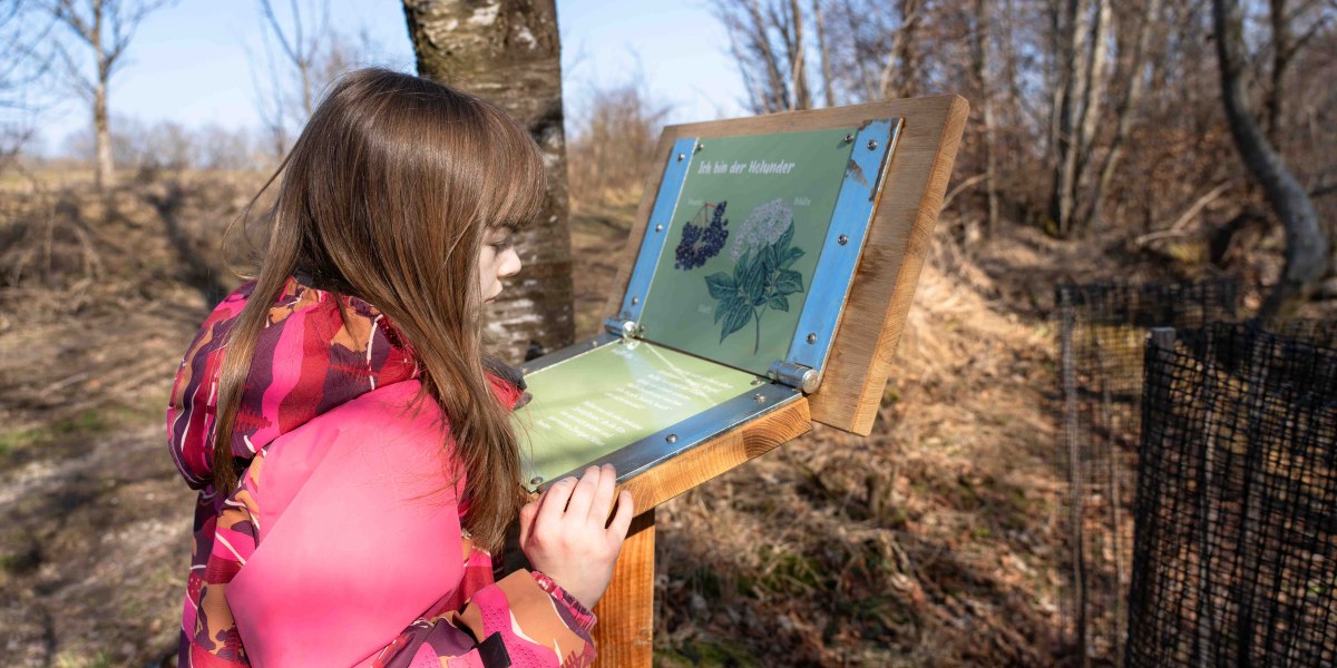 Auf dem Foto steht ein Mädchen vor einer Klapptafel aus Holz, auf der Holunder vorgestellt wird., © Justine Bittner Auf dem Foto steht ein Mädchen vor einer Klapptafel aus Holz, auf der Holunder vorgestellt wird., © Justine Bittner