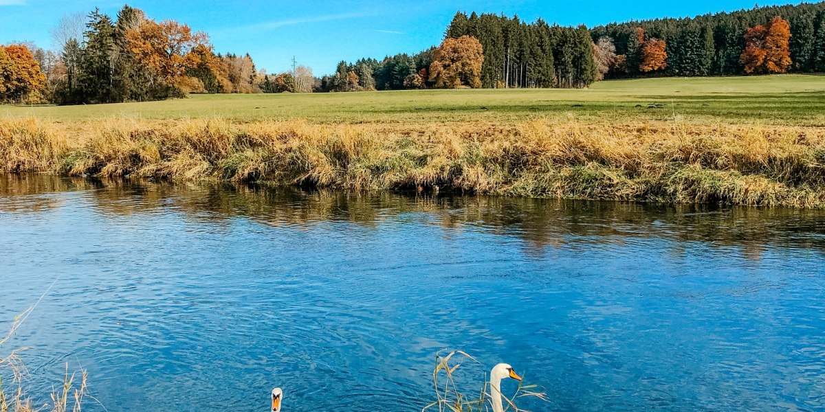 Schwäne im Loisach-Isar Kanal, © Fakultät für Tourismus - Hochschule München - Digitales Marketing & Management Schwäne im Loisach-Isar Kanal, © Fakultät für Tourismus - Hochschule München - Digitales Marketing & Management