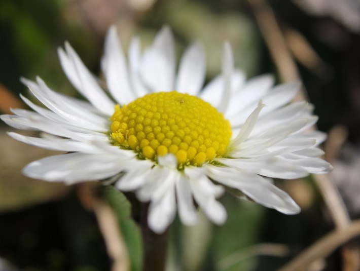 Nahaufnahme einer Gänseblümchenblüte, © Stadt Wolfratshausen Nahaufnahme einer Gänseblümchenblüte, © Stadt Wolfratshausen