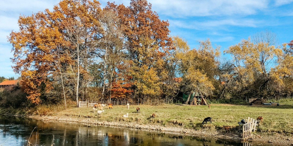 Ziegen am Kanal bei Gelting, © Fakultät für Tourismus - Hochschule München - Digitales Marketing & Management Ziegen am Kanal bei Gelting, © Fakultät für Tourismus - Hochschule München - Digitales Marketing & Management