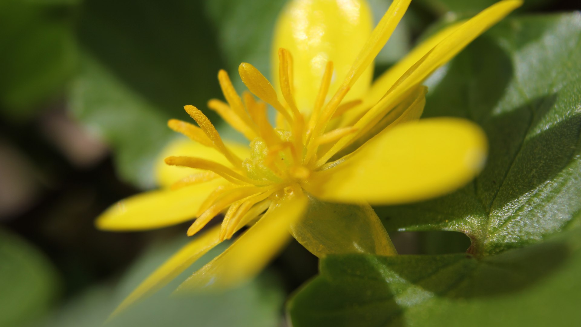 Die gelbe Blüte des Scharbockskraut als Nahaufnahme, © Stadt Wolfratshausen