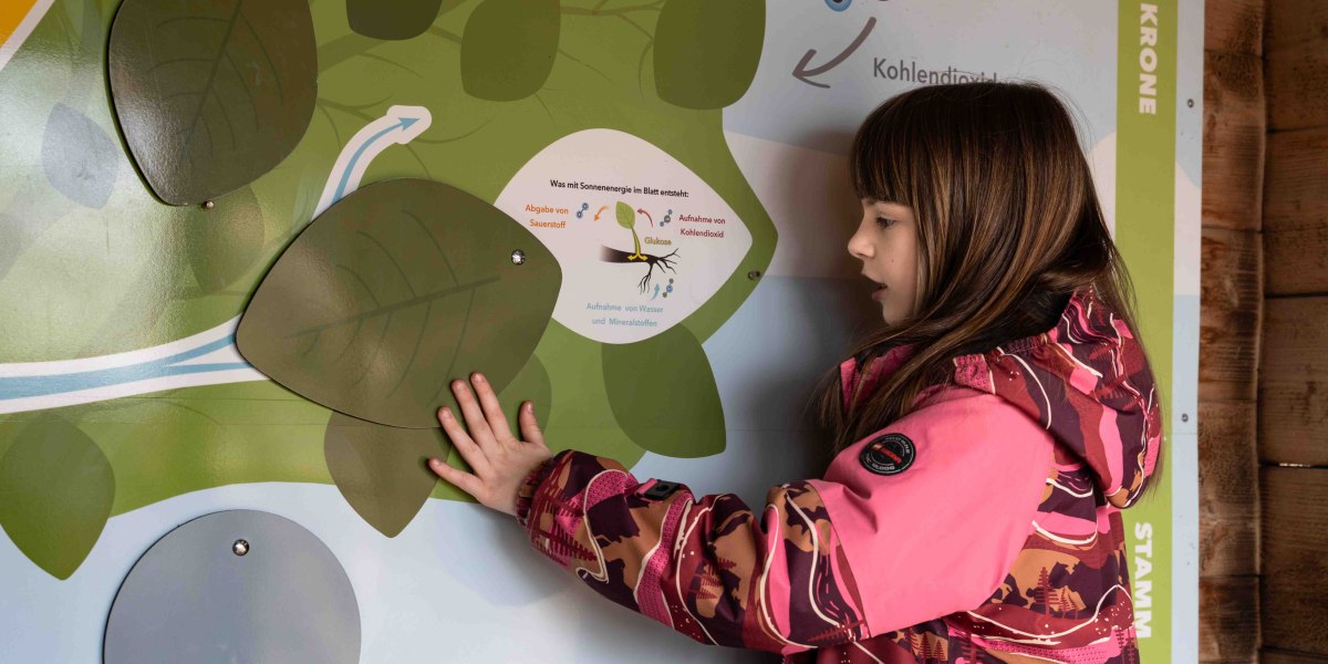 Zu sehen ist ein Mädchen das vor einer Schautafel steht, auf der die Photosynthese kindergerecht erklärt wird., © Justine Bittner