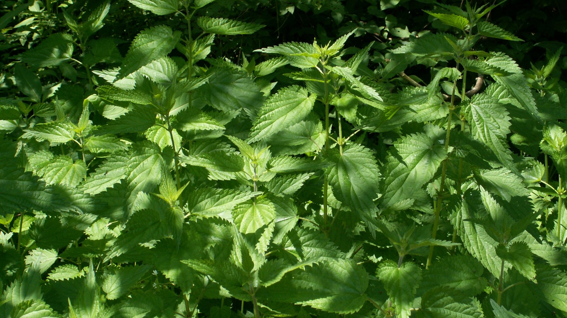 Brennnesseln in voller Pracht, © Stadt Wolfratshausen