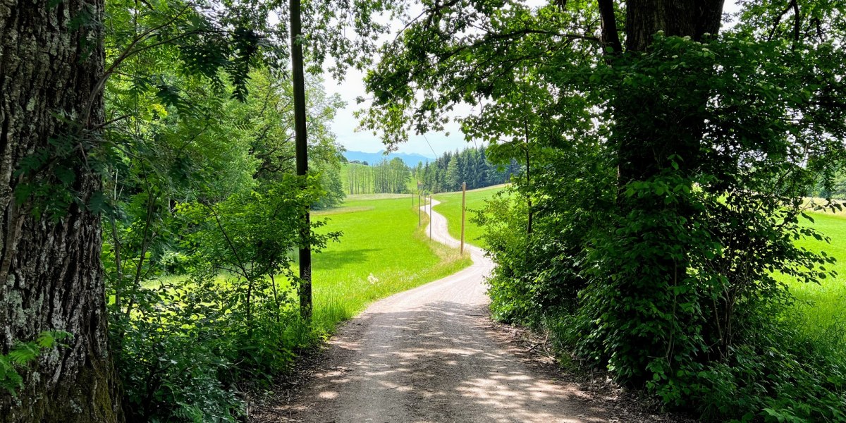 Waldabschnitt des Isarradwegs, © Fakultät für Tourismus - Hochschule München - Digitales Marketing & Management