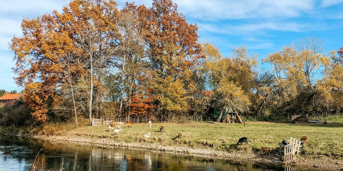 Ziegen am Kanal bei Gelting, &copy; Fakult&auml;t f&uuml;r Tourismus - Hochschule M&uuml;nchen - Digitales Marketing & Management