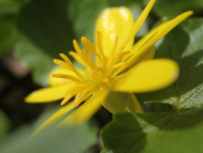 Die gelbe Bl&uuml;te des Scharbockskraut als Nahaufnahme, &copy; Stadt Wolfratshausen