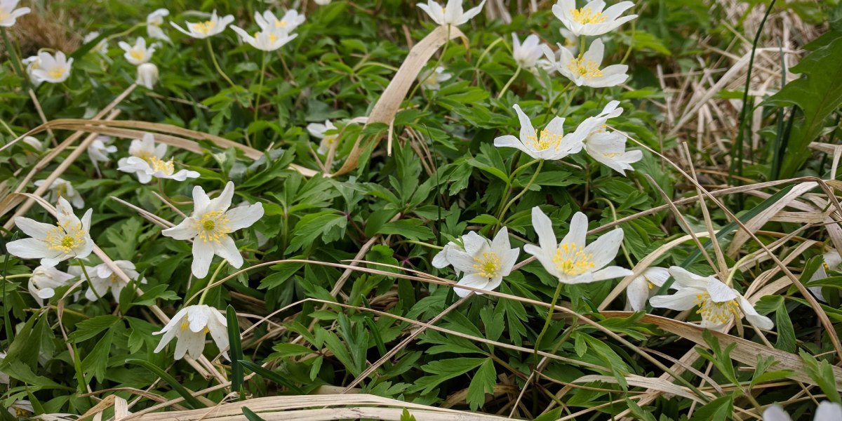 Blumen am Wegesrand, © Stadt Wolfratshausen