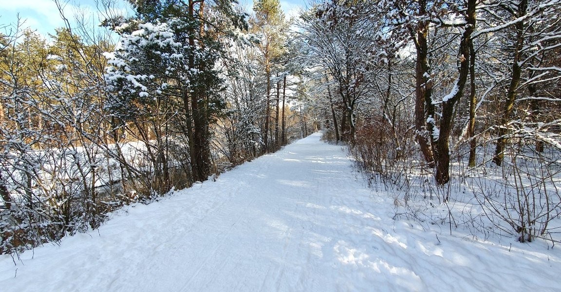 Waldweg, &copy; Unbekannt