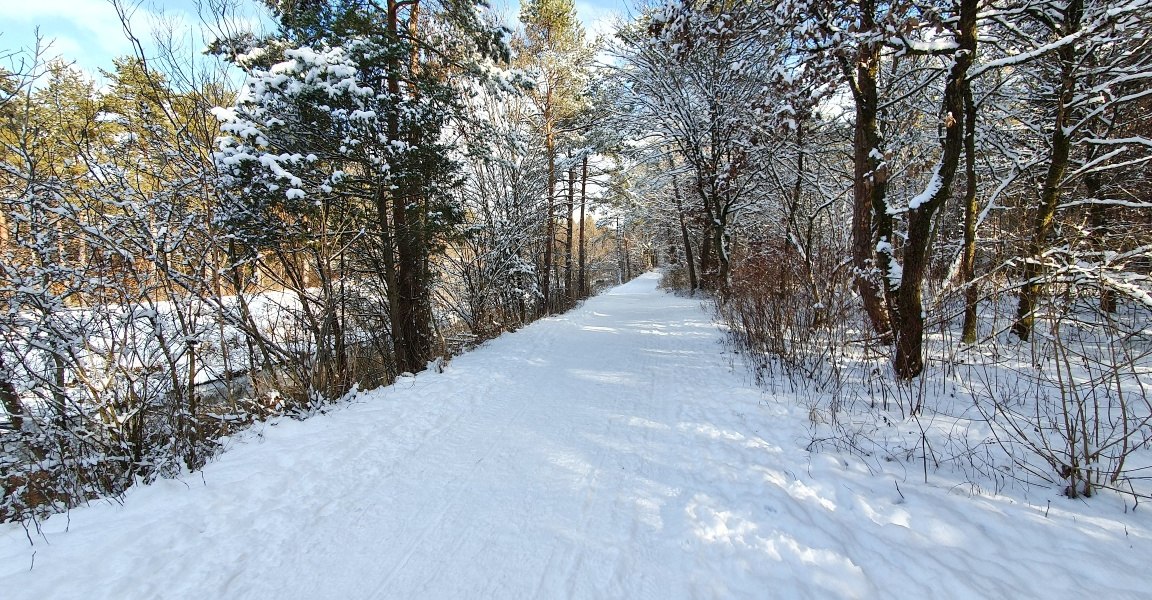 Waldweg, &copy; Unbekannt