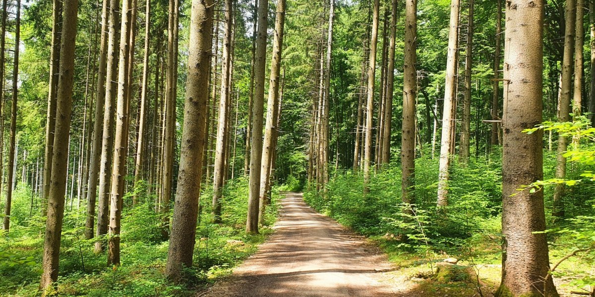 Waldweg, © Fakultät für Tourismus - Hochschule München - Digitales Marketing & Management
